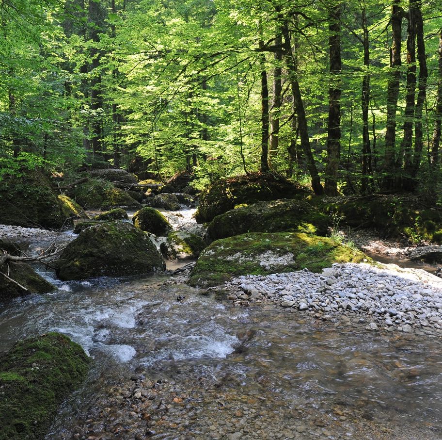 Bregenzer Wald MTB-Runde