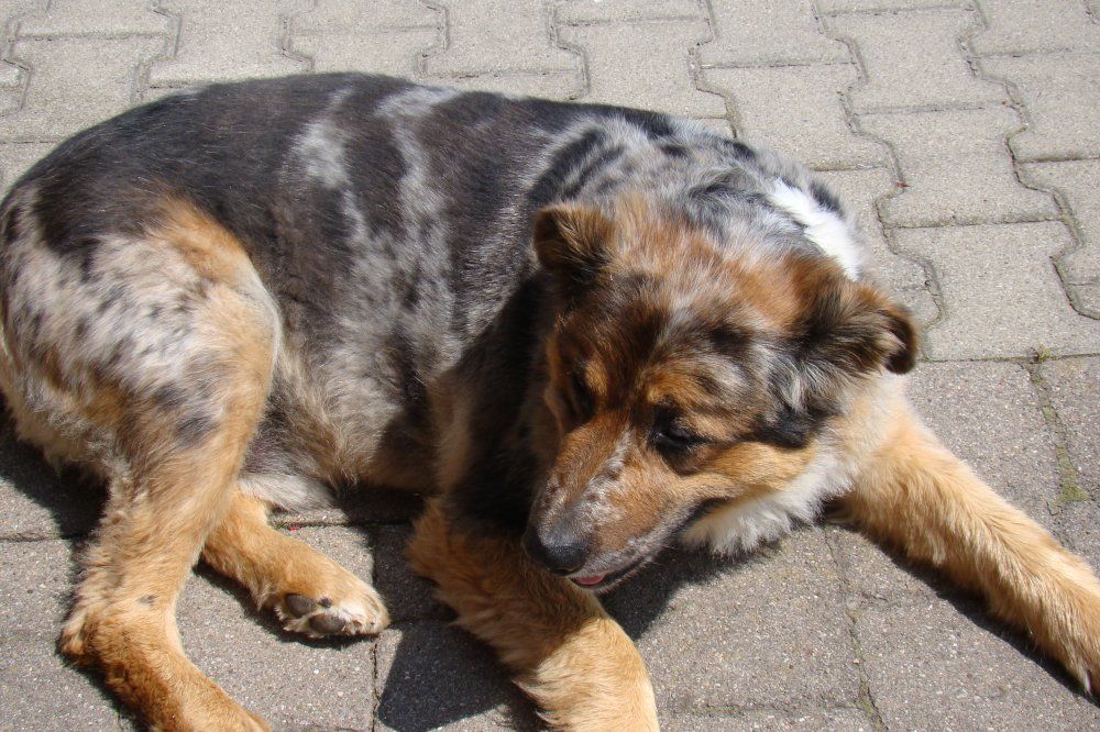 Unser kinderlieber Sammy wartet auf Streicheleinheiten