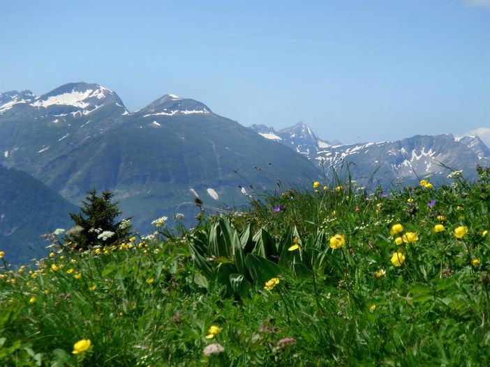 bergwandern_blumenpracht jöchelspitze super 3072x2