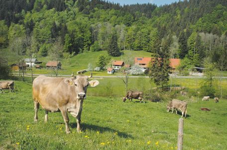 Marc Brandner - Allgäuer Glasregion Adelegg