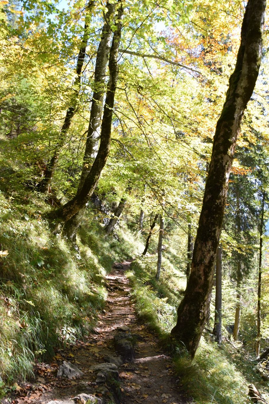 Marienbrücken-Wanderweg durch Mischwald