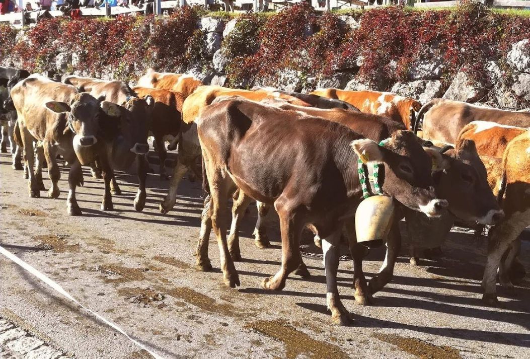 Viehscheid in Steibis