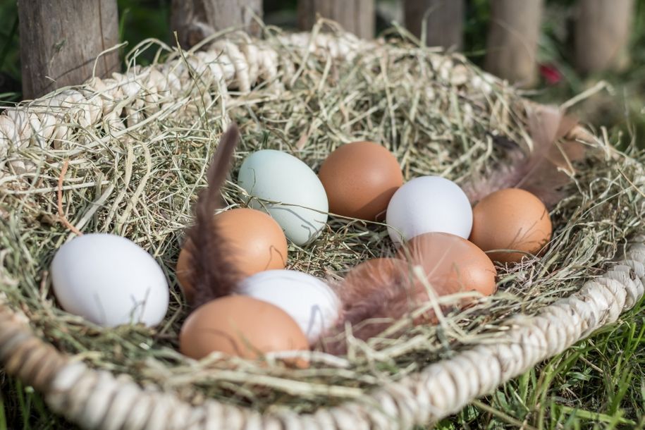Frische Eier von unseren Freilandhühnern