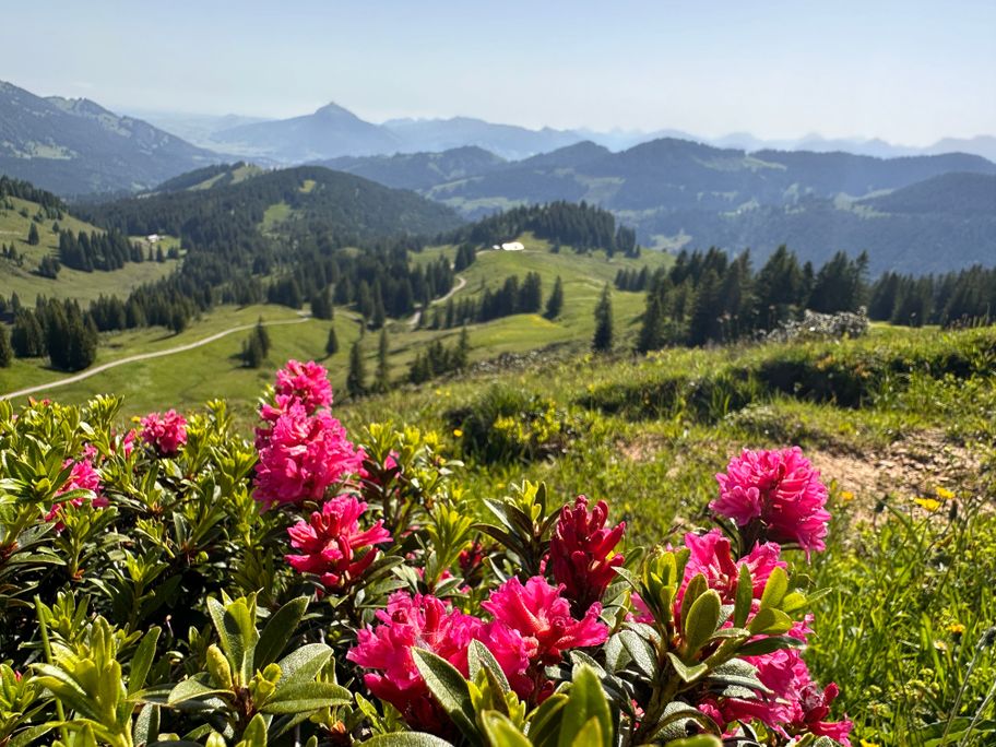 Alpenrosenblüte am Höllritzereck