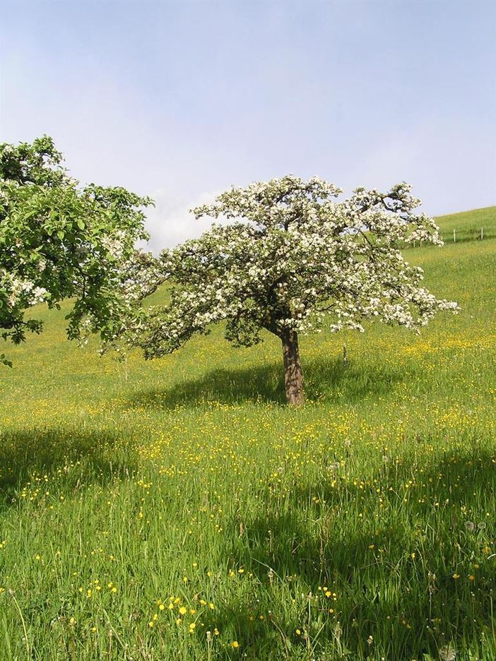 Obstbaumblüte