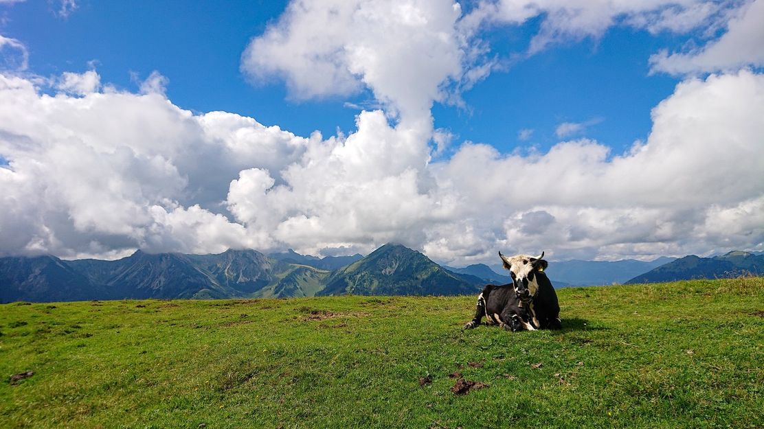 Schumpen auf den Bergwiesen am Schönkahler