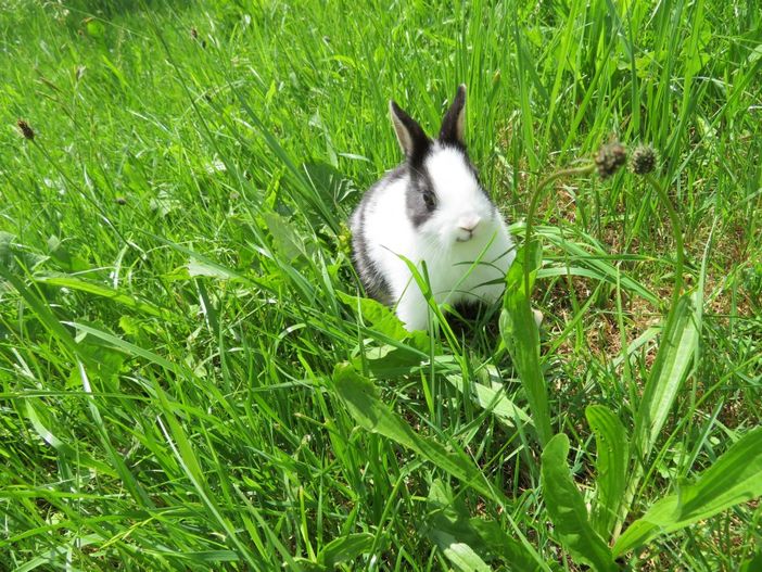 Zwergkaninchen-Männchen Benni