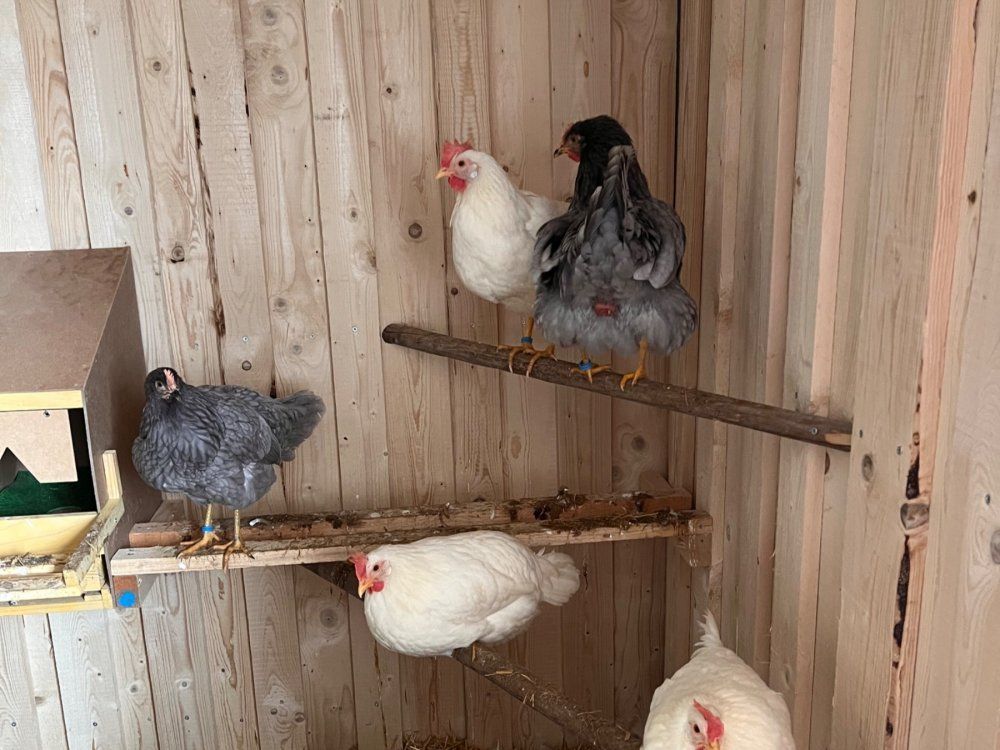 Unsere glücklichen Hühner