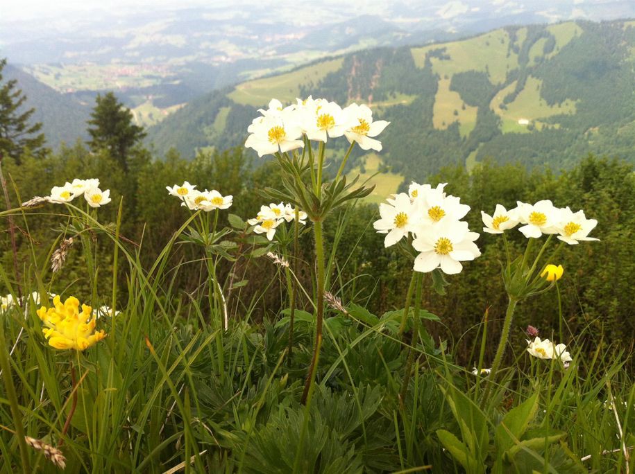 Natur Erleben Berg Wiese Weiße Blumen vom Hochgrat