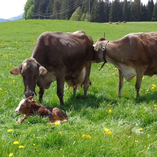 Landwirtschaft hautnah...