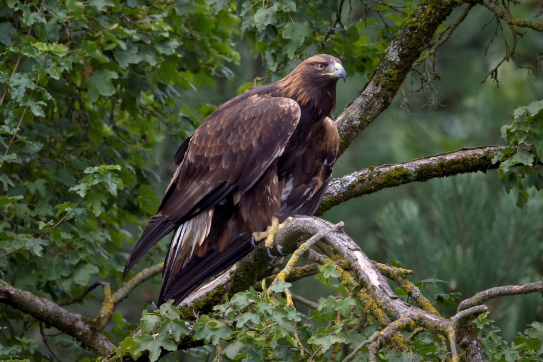 270_Steinadler - Marcus Bosch_LBV Bildarchiv_a