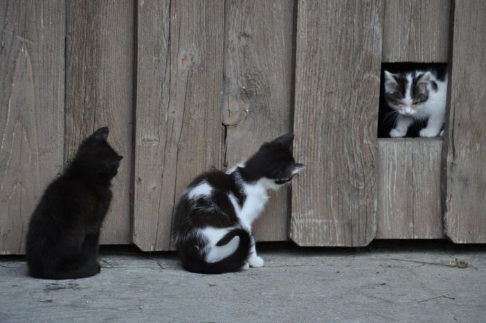 Katzenkinder beim Spielen