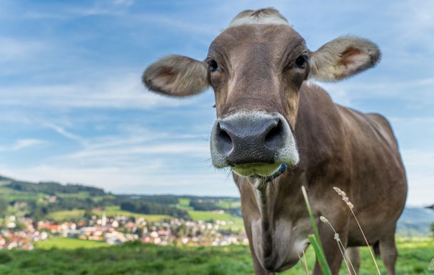 Kuh mit Weiler im Allgäu im Hintergrund