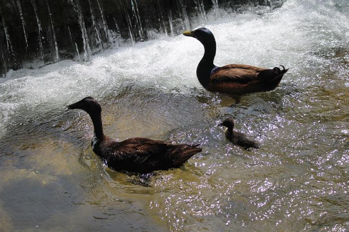 Anton and Clara with their ugly duckling Flitzer