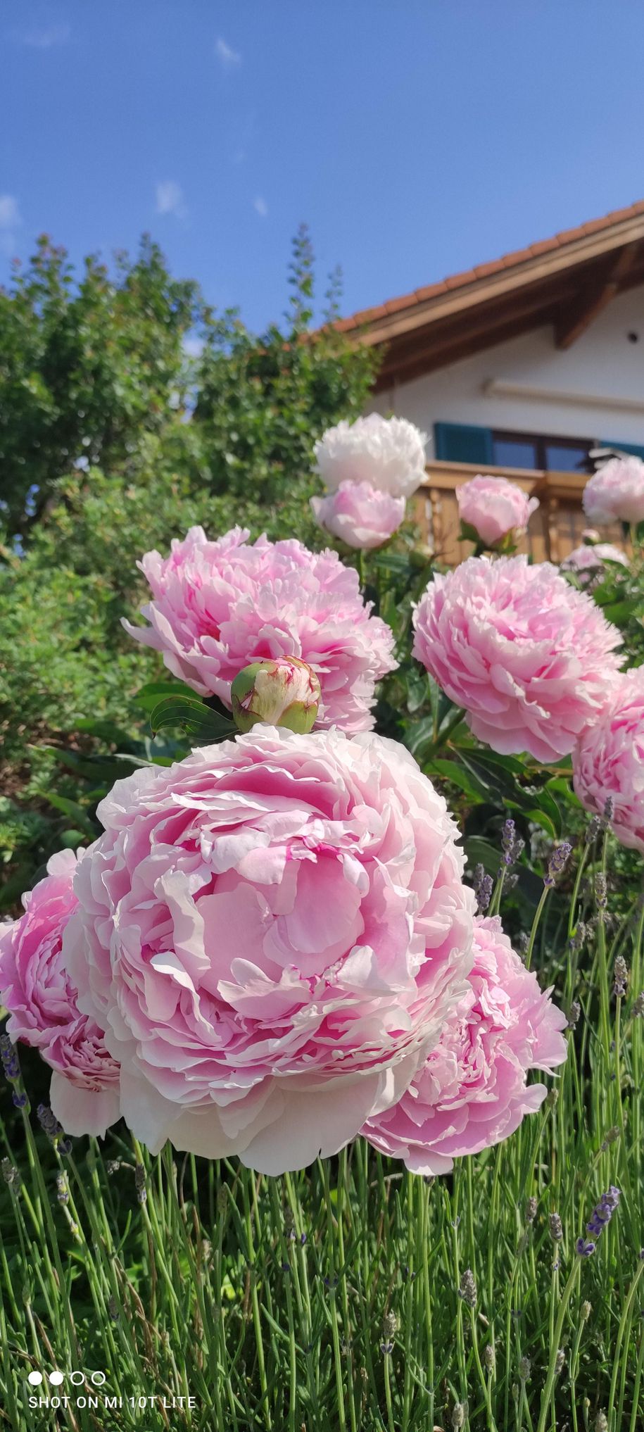 Pfingstrosen im Garten