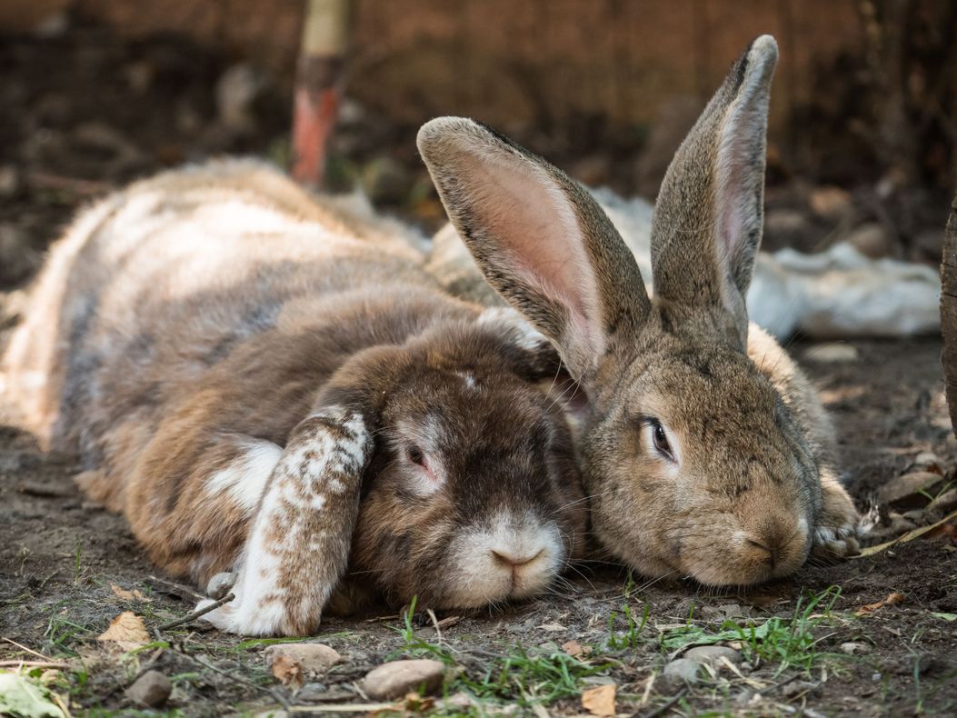 Kaninchen im Kleintiergehege