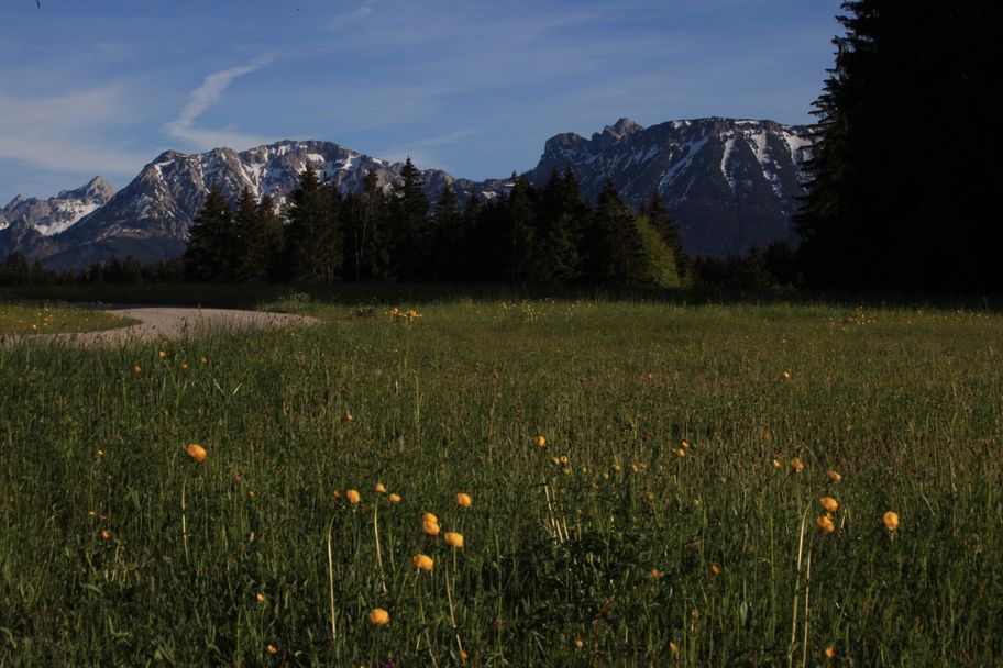 Trollblumen zwischen Attlesee und Kögelweiher