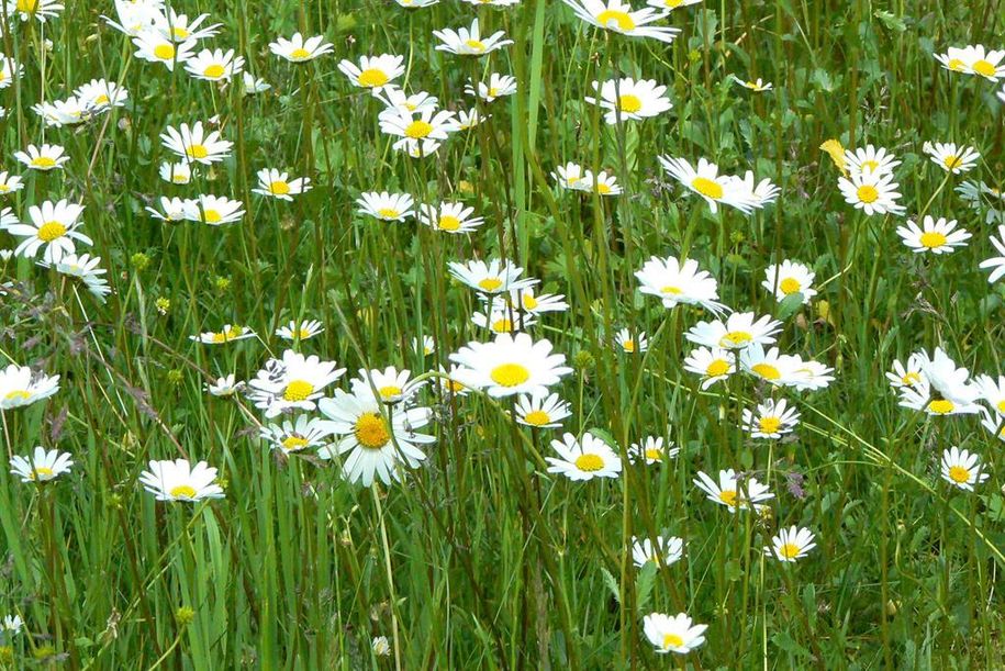 Margaritten in unserem Garten