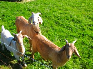 3 neugierige Ziegen