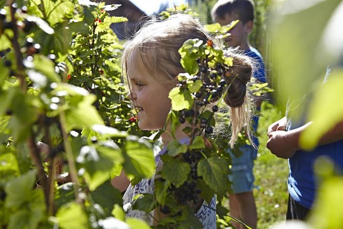 Johannisbeeren pflücken