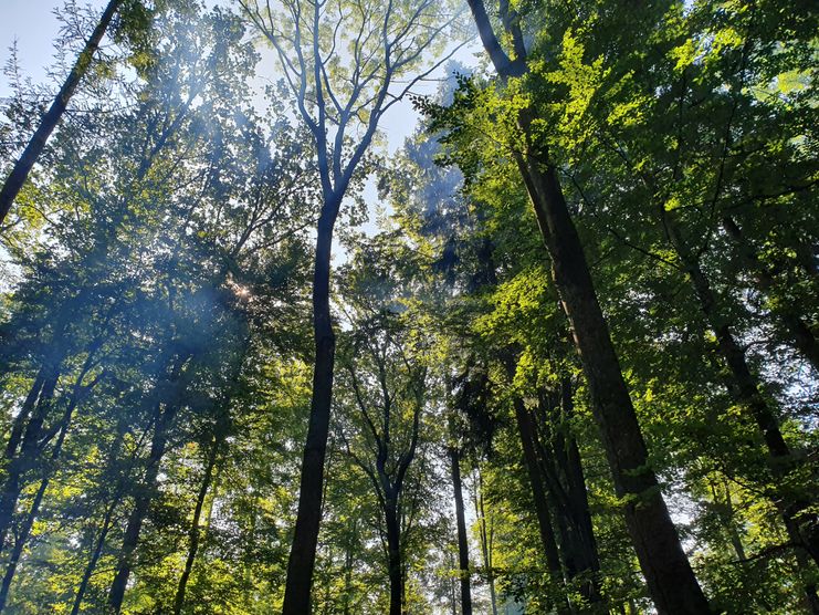 Streifzug mit dem Förster- Wald