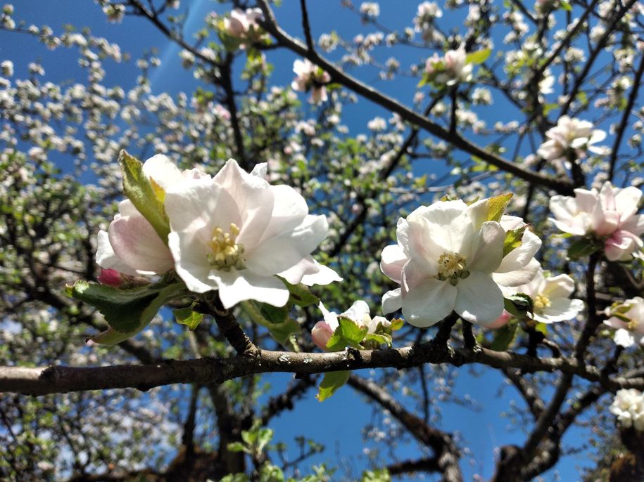 Apfelblüte1