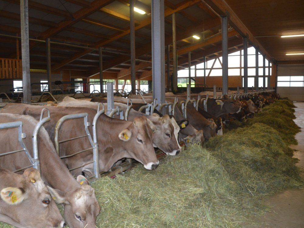 Füttern Sie mit uns die Kühe mit frischem Heu