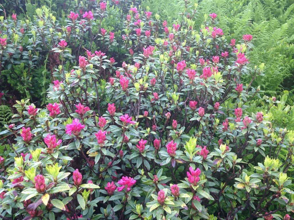 Alpenrosenblüte am Riedbergerhorn