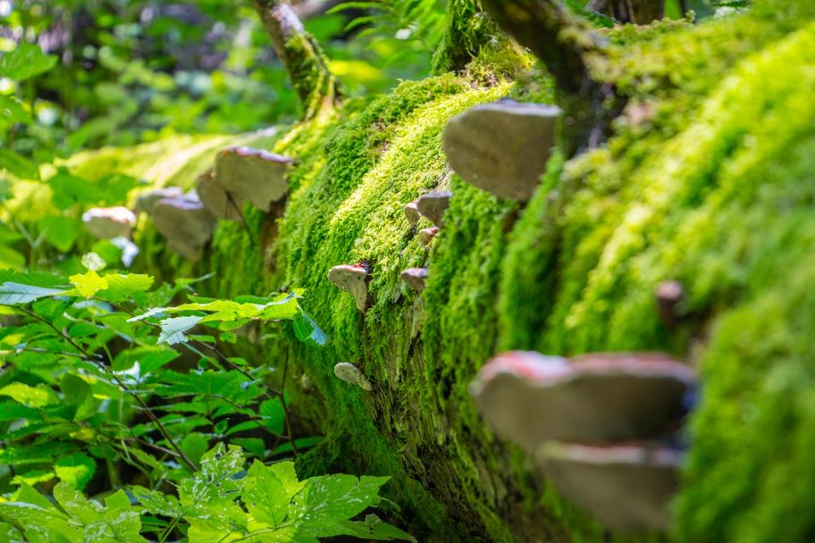 Höllschlucht in Pfronten