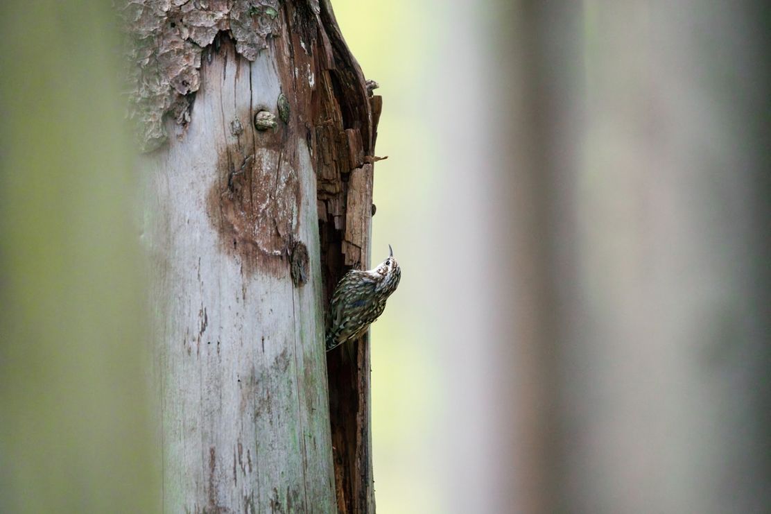 Vortrag_Die verborgenen Schätze des Naturparks_Theresa Hilber