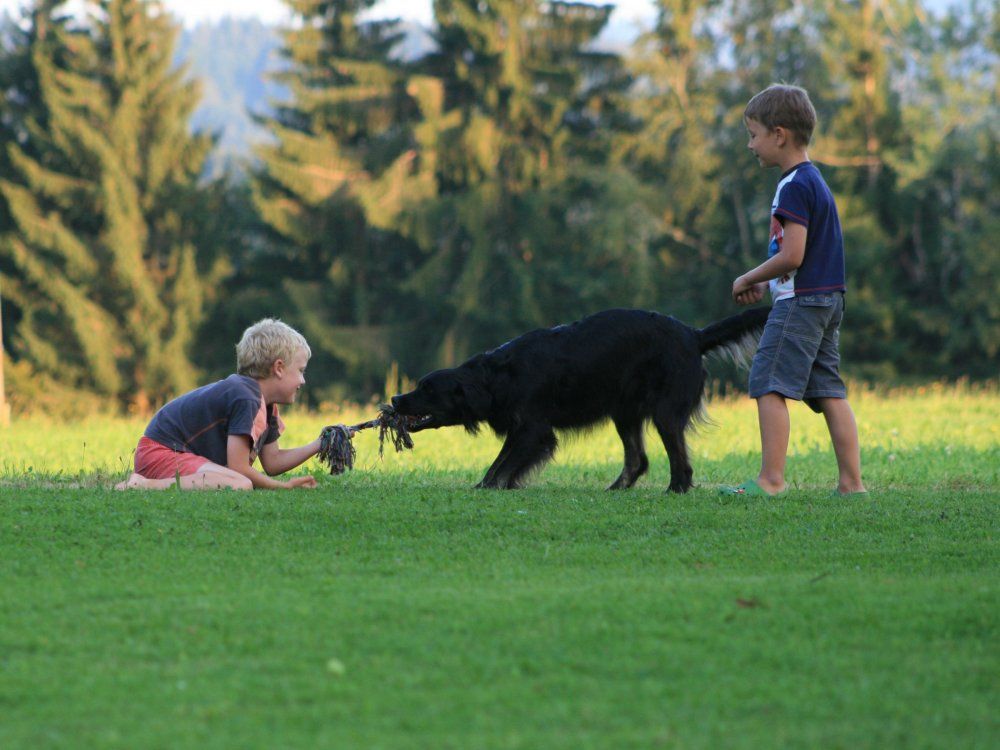 spielenmitdemhund