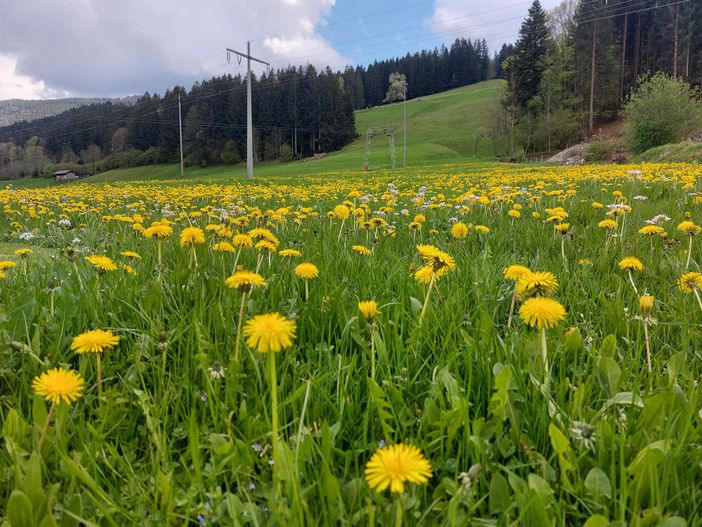 Ein Meer von Löwenzahn