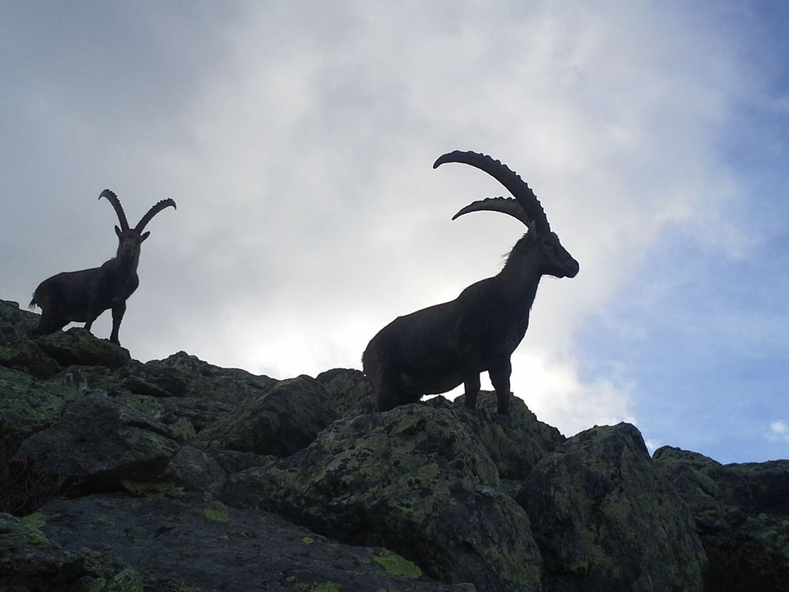 Steinböcke_AdobeStock lizensiert