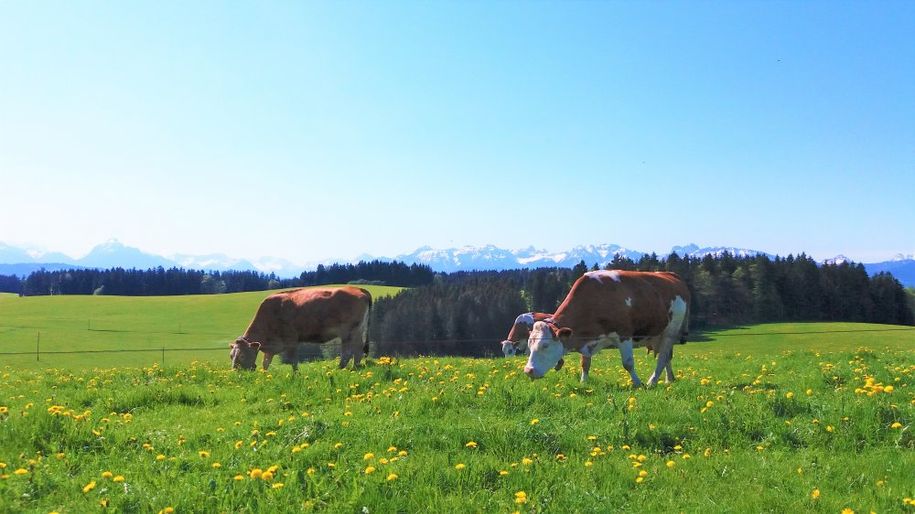 Unsere Kühe verbringen von Frühling bis Herbst ihren Tag auf der Weide