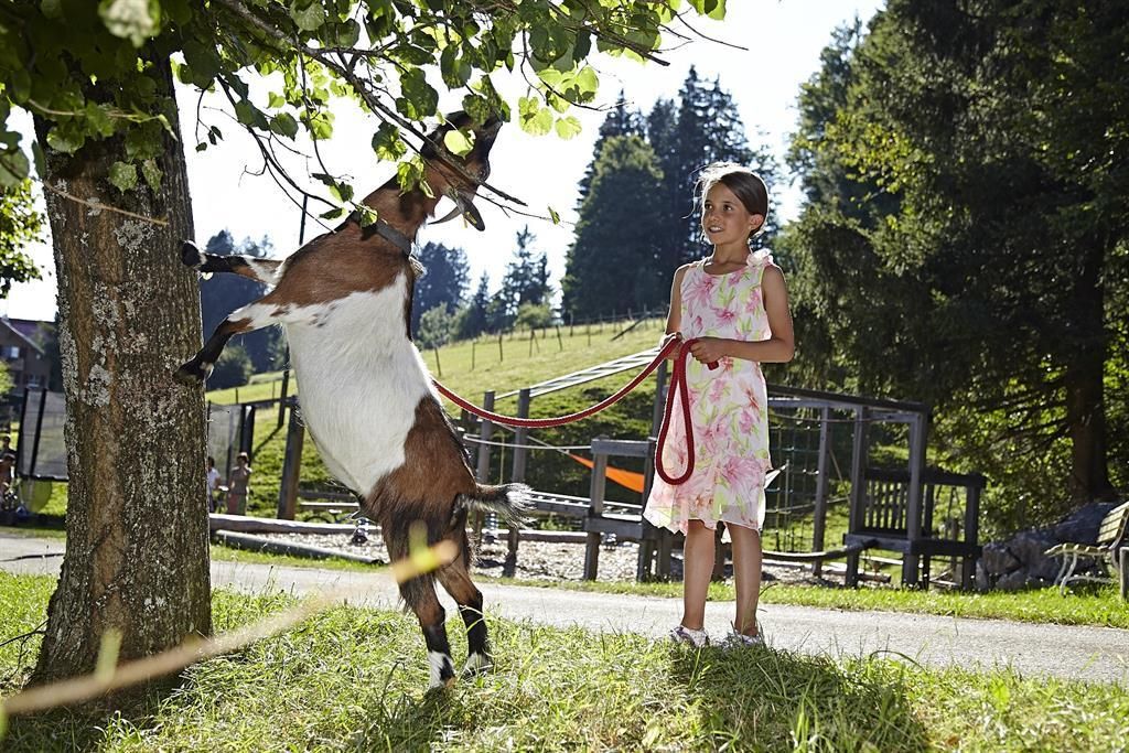 Ziege Greta geht spazieren