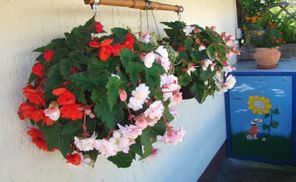 Blumen mit Restmüllbox
