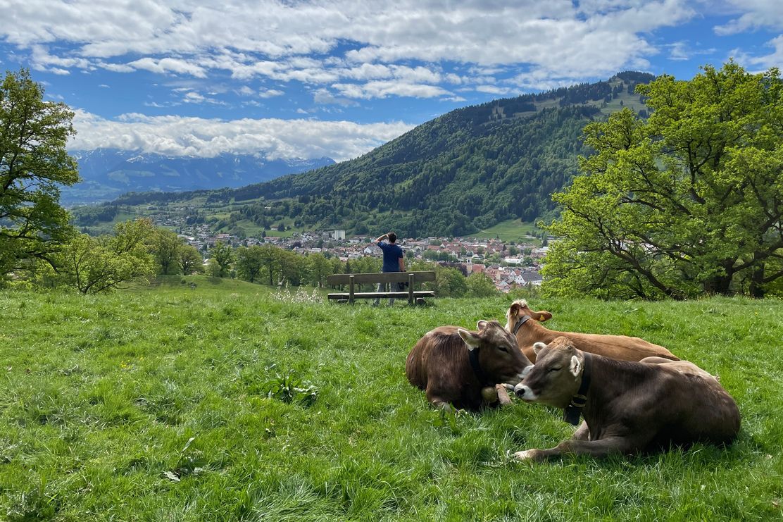 Braunvieh am Kalvarienberg