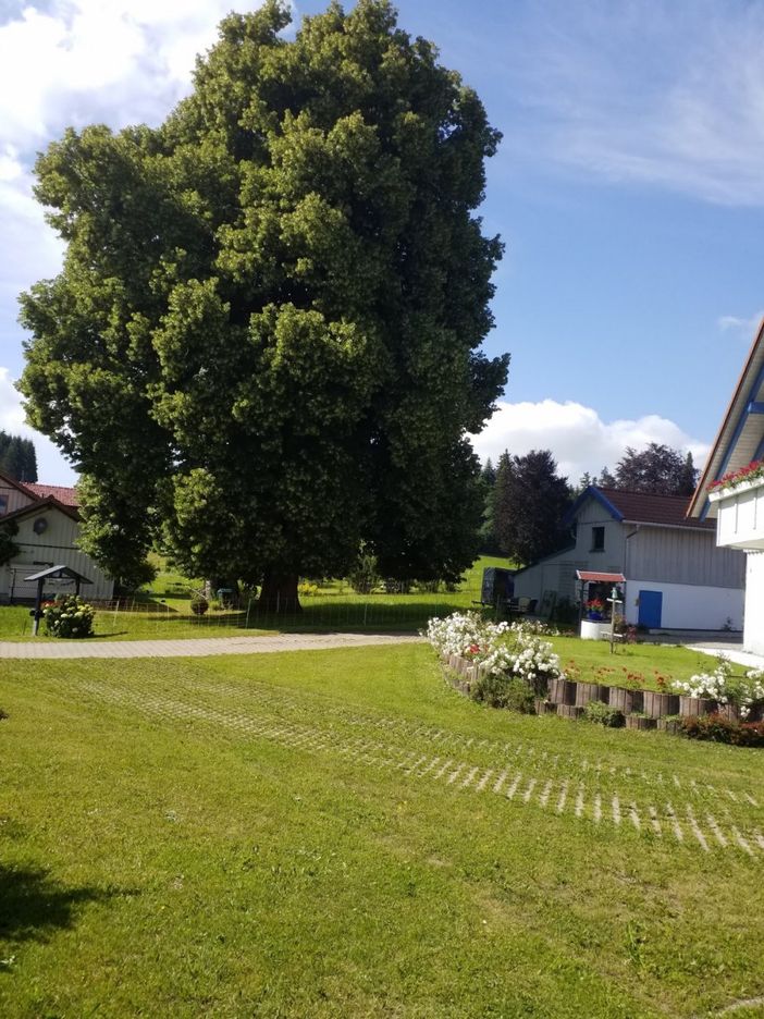 Die über 100 Jahre Alte Linde