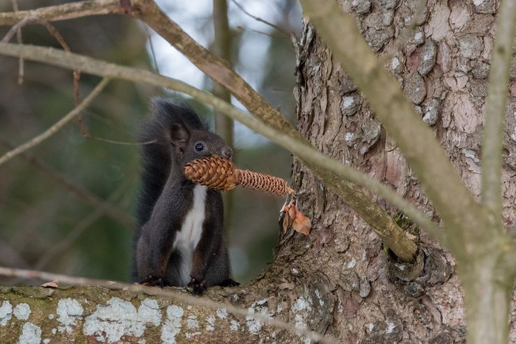 Hörnchen und Biber_Rolf Eberhardt_klein