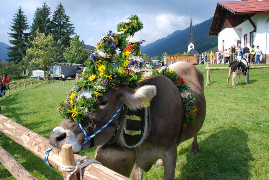 Weitere Kranzkuh - Viehscheid in Balderschwang