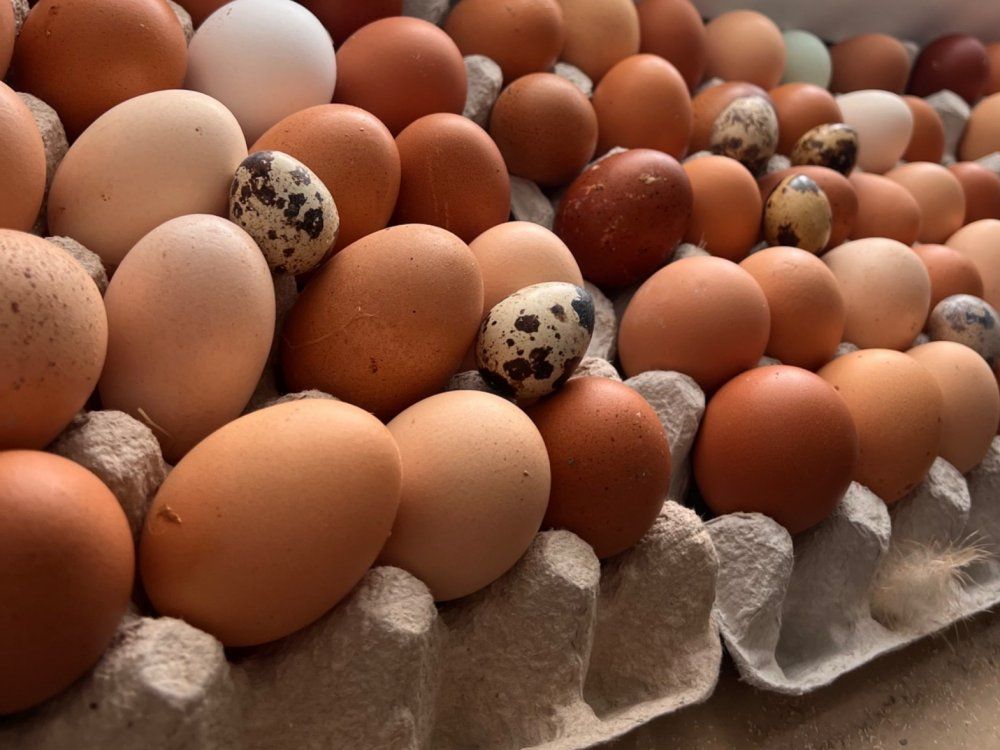 täglich frische Eier