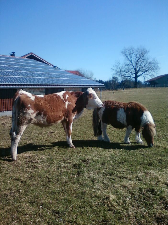 Kalb und Pony