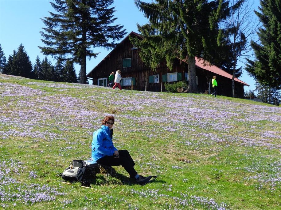 Krokusblüte am Hündle /Frühling in den Bergen