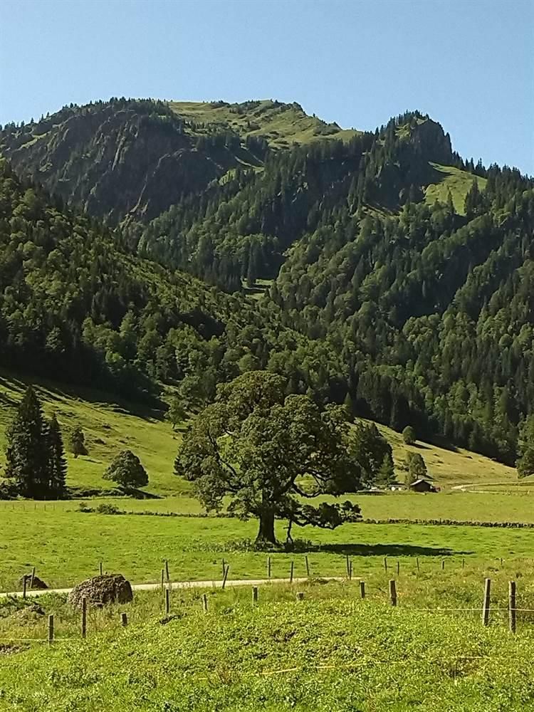 Blick von unserer  Alpe Vordere Au