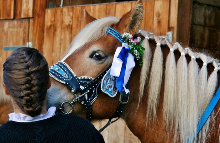Unsere Haflinger
