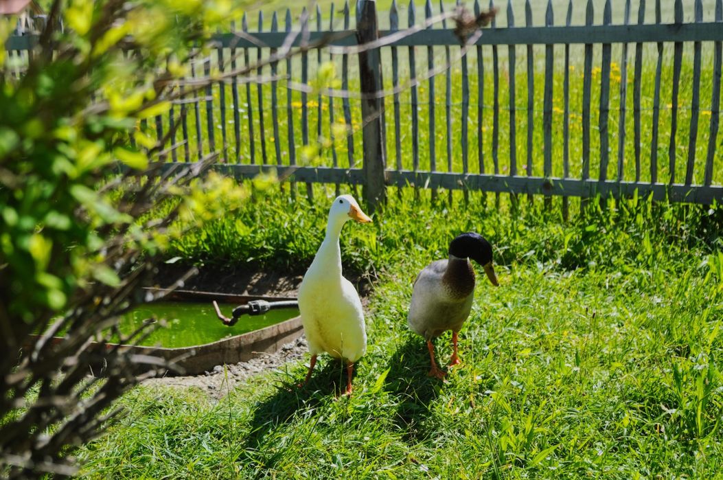 Enten