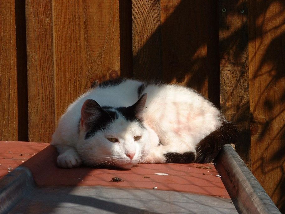 Katze
