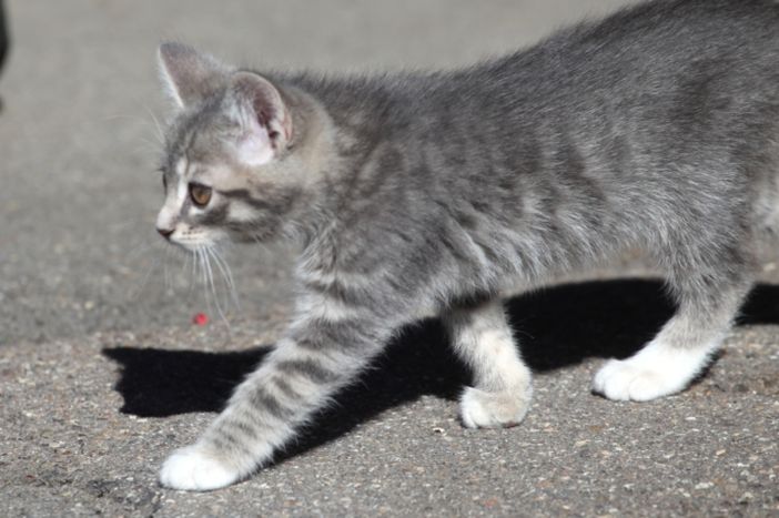 Unsere kleine Schmusekatzen auf Entdeckungstour