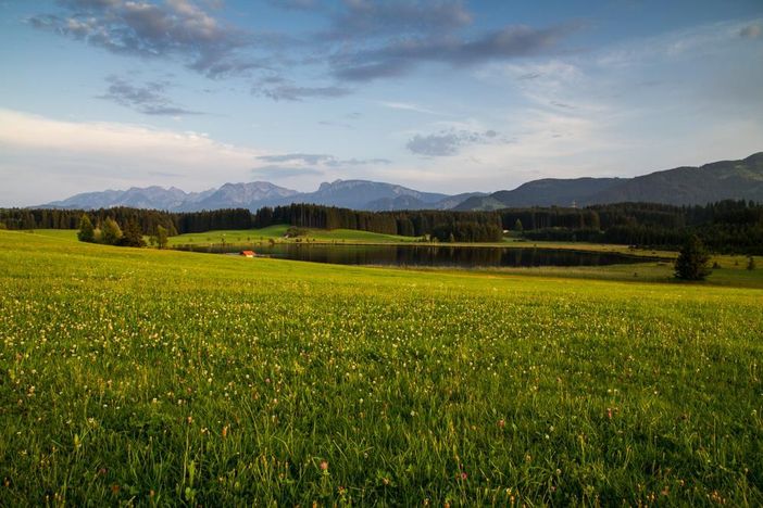 Attleesee in der Löwenzahnblüte