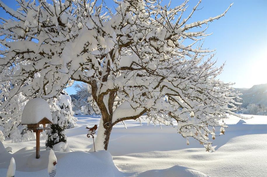 unser Apfelbaum im Winter